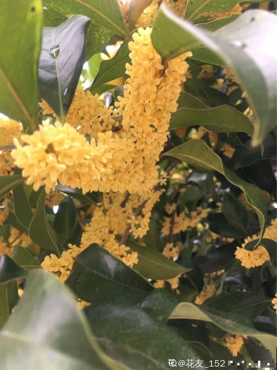 桂花一挪就死,养在大门口,10年就是传家宝! 桂花一挪就死,养在大门口,10年就是传家宝!