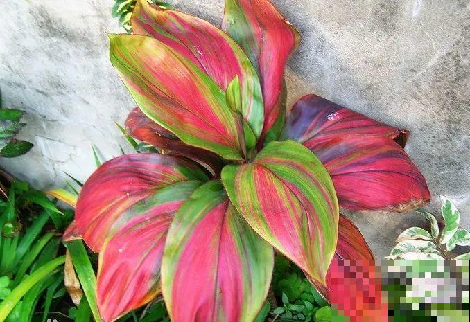 12种花，堪称“耐阴王”，比绿萝好看一万倍！