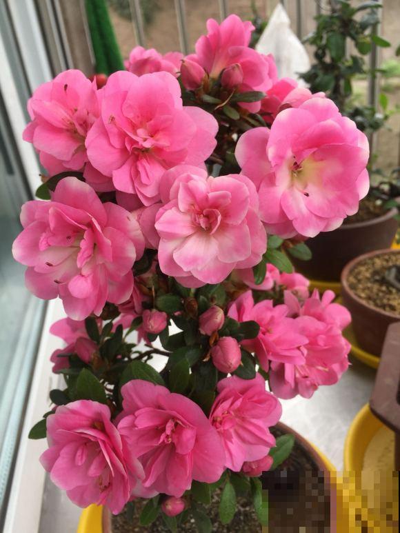 养这些花，就选一个最好的品种，随便养养都爆盆！