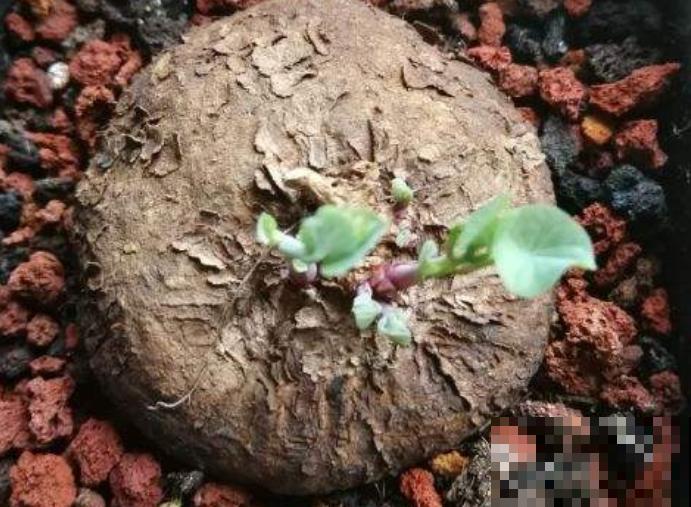 这5种植物，叶子长得太像了，放一块你绝对认不出来！