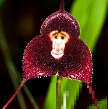 十二生肖花，每一种都代表一个属相，来看看你是哪一种