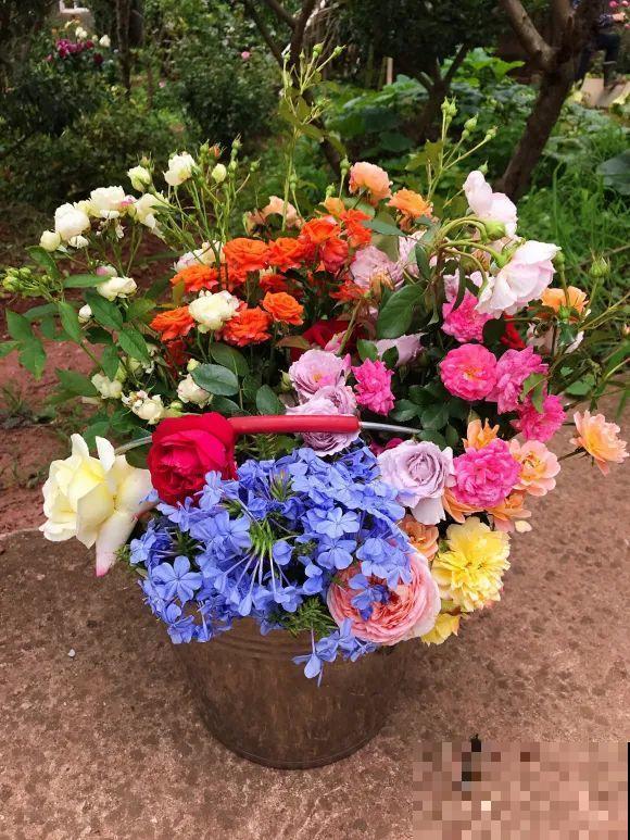 女儿辞职，回家养花，老爸说：15亩地，你负责养花，我负责蔬果！