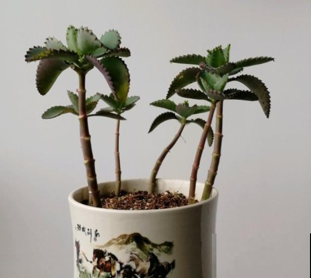 这花太能生崽,恨得用脚踩,结果越踩长得越多! 这花太能生崽,恨得用脚踩,结果越踩长得越多!