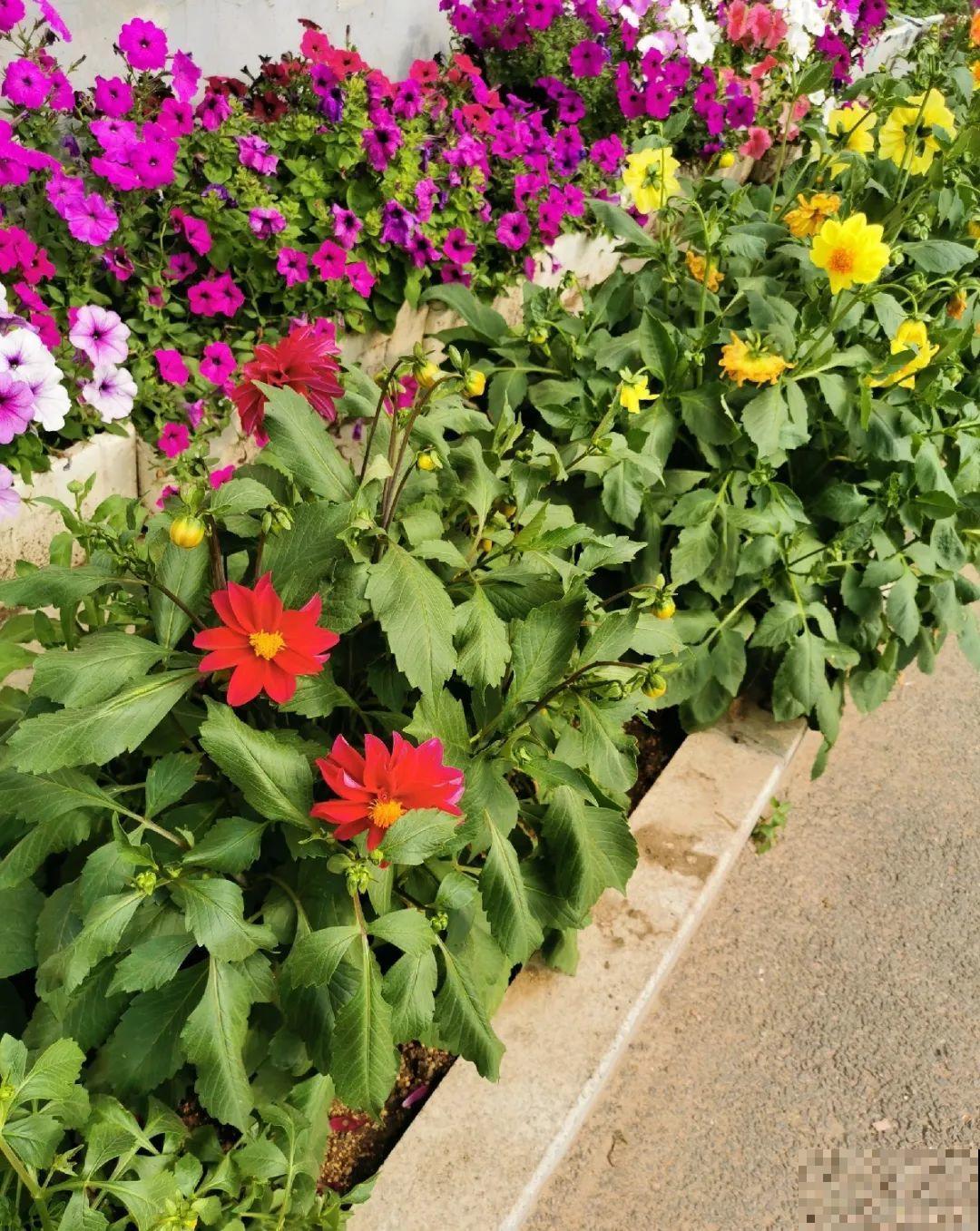 70岁老妈,一天也闲不住,院子里种满了花! 70岁老妈,一天也闲不住,院子里种满了花!