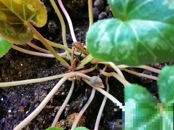 现在开花不一定是好事,赶紧剪掉,才能正常活 现在开花不一定是好事,赶紧剪掉,才能正常活