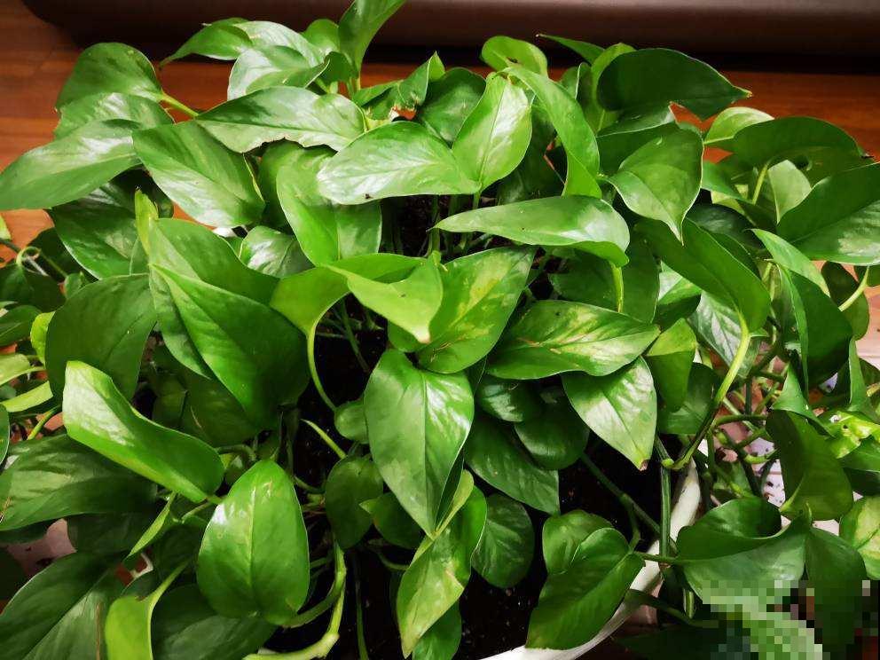 家里养绿萝,喂点尿素,叶子绿得直滴油 家里养绿萝,喂点尿素,叶子绿得直滴油