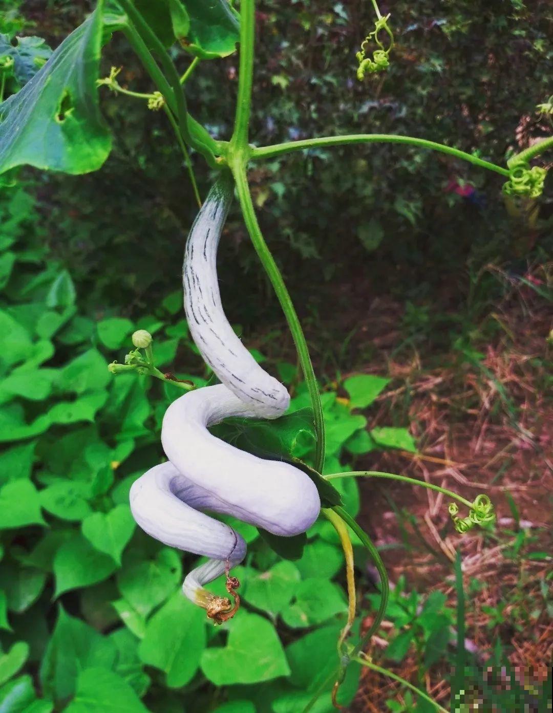 西红柿养成树,1年能结6000斤果,巨无霸第一次见! 西红柿养成树,1年能结6000斤果,巨无霸第一次见!