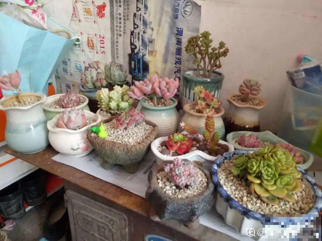 家里有这7种花,少浇水、不能晒,天热要休眠! 家里有这7种花,少浇水、不能晒,天热要休眠!