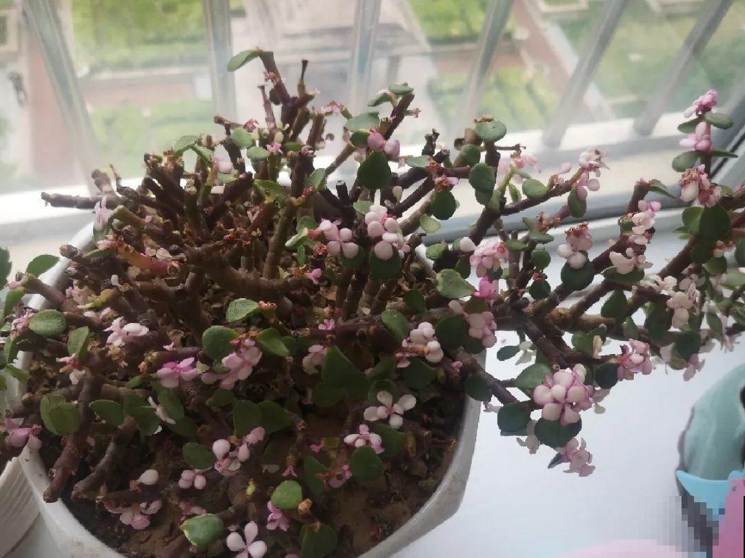 看到这些花,扭头就走,别买,谁买谁吃亏! 看到这些花,扭头就走,别买,谁买谁吃亏!