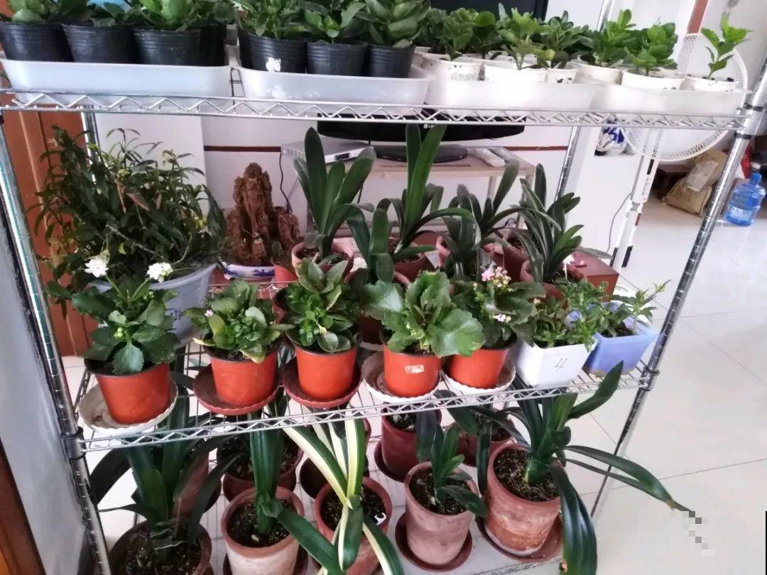 家里有这7种花,少浇水、不能晒,天热要休眠! 家里有这7种花,少浇水、不能晒,天热要休眠!