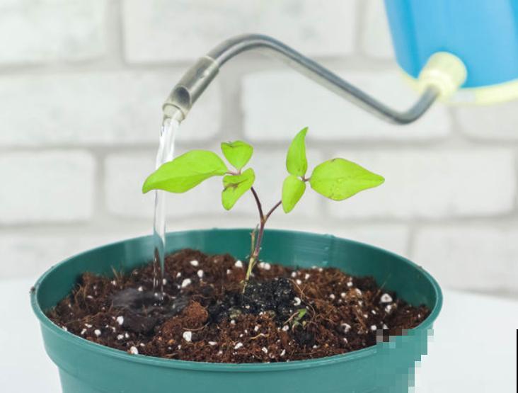 三伏天来了,这4种花赶紧断水,一浇一个死! 三伏天来了,这4种花赶紧断水,一浇一个死!