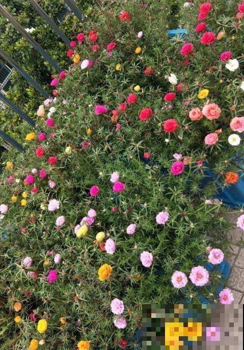 家里养盆不死鸟，叶子落土里就长新芽，繁殖速度堪比生物入侵