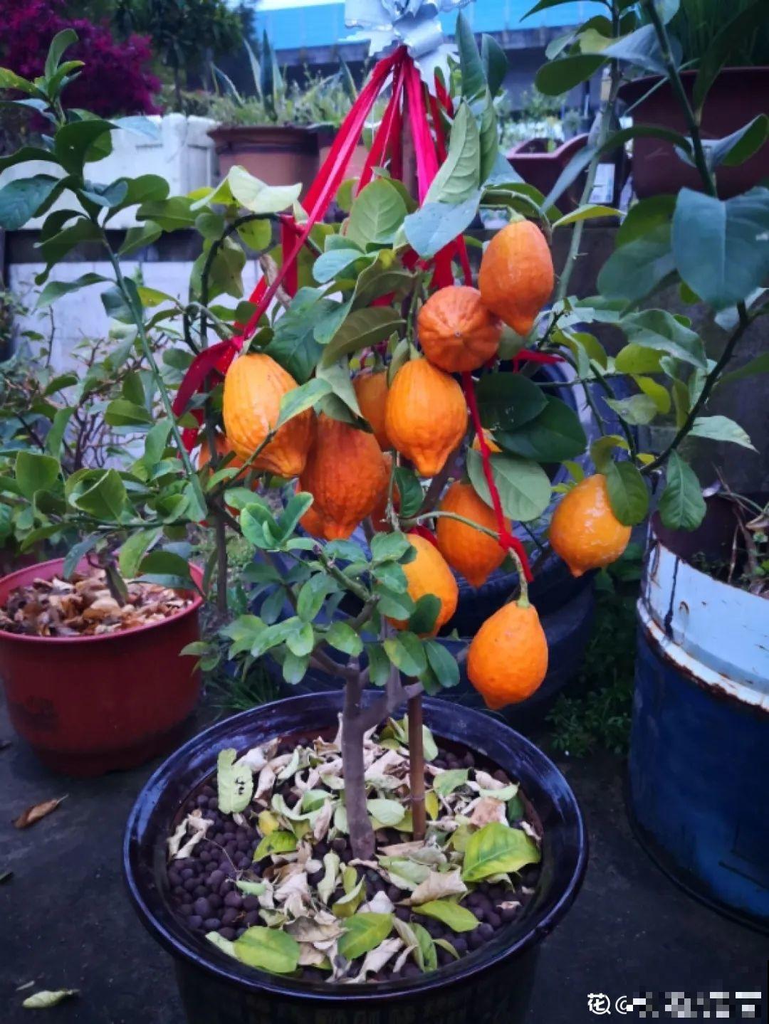 家里养盆松,代代出富翁,镇宅守家寓意好! 家里养盆松,代代出富翁,镇宅守家寓意好!