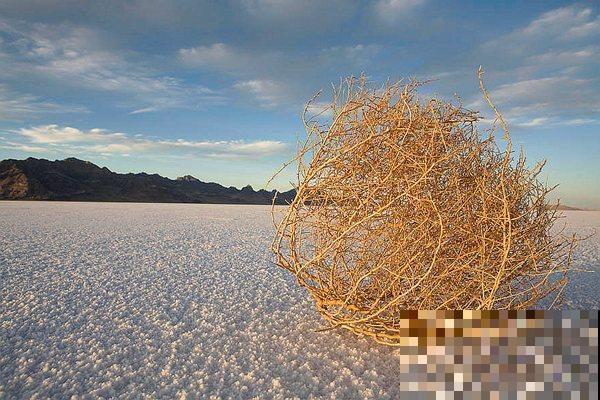 九死还魂草,怎么折腾都死不了,一遇水枯叶变绿叶! 九死还魂草,怎么折腾都死不了,一遇水枯叶变绿叶!