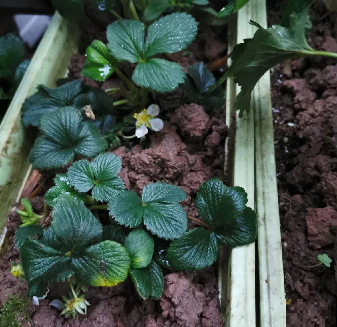 10种花,夏天怕淋雨,下雨赶紧搬进屋! 10种花,夏天怕淋雨,下雨赶紧搬进屋!