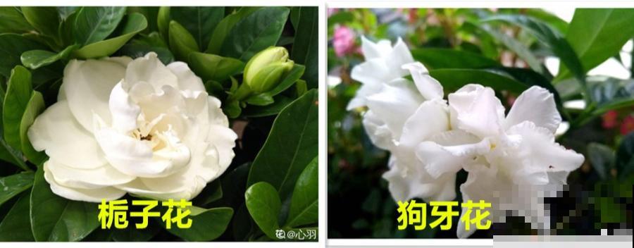 买花要瞪大眼睛，长得太像容易上当，大家要注意