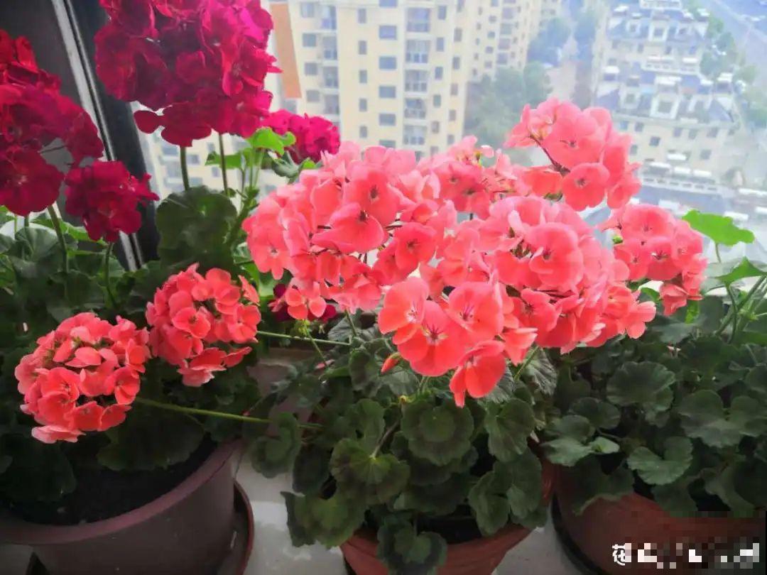 10种花,夏天怕淋雨,下雨赶紧搬进屋! 10种花,夏天怕淋雨,下雨赶紧搬进屋!