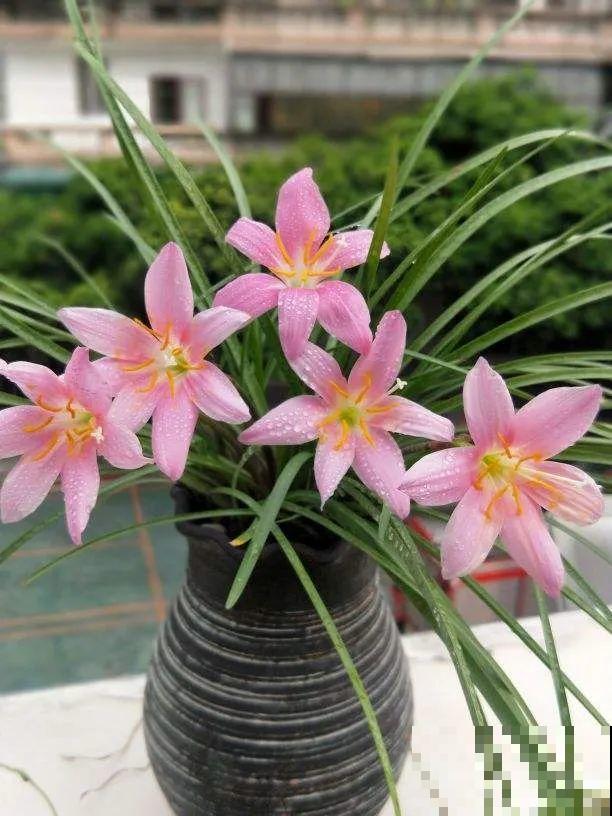 这花3年没浇水，却疯长得把盆撑爆，懒人福利啊！