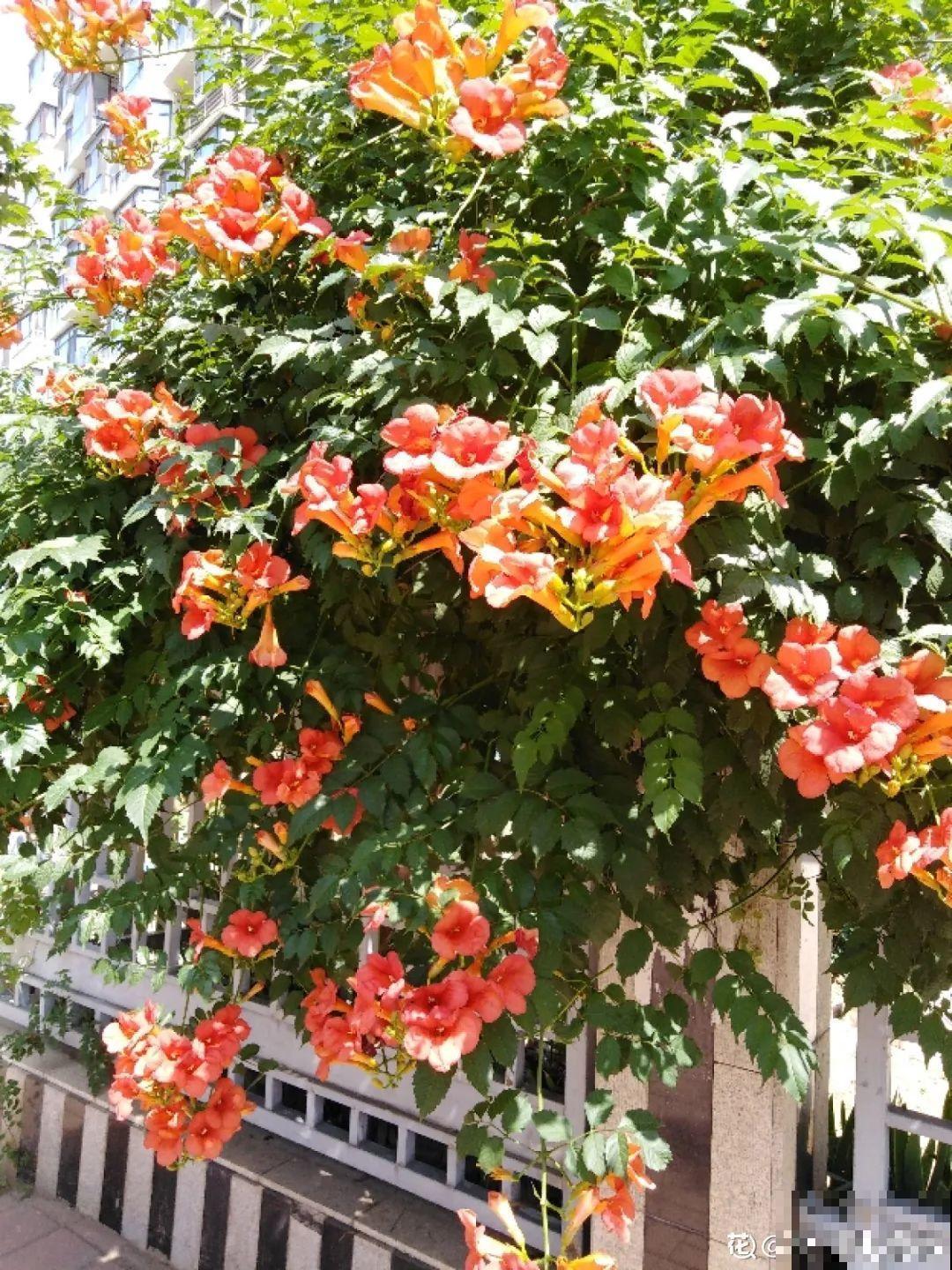 5种花长得特凶猛，房子都被吃掉了！