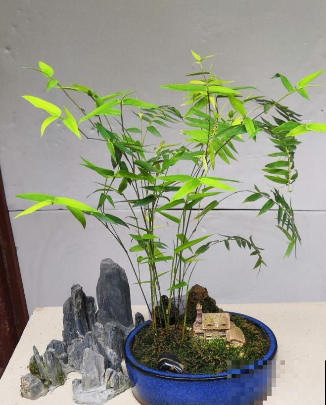 4种小竹子，摆家里上档次，今年特别流行！