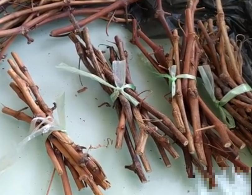 6种花扦插,杆子越粗越好活,根长成大扫把! 6种花扦插,杆子越粗越好活,根长成大扫把!