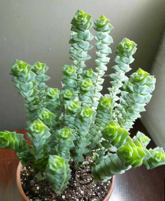 这种多肉,爆盆太可怕了,叶子多得往外溢! 这种多肉,爆盆太可怕了,叶子多得往外溢!