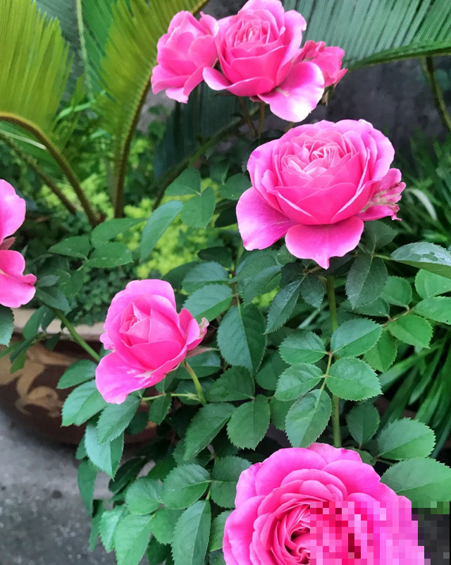 专属12星座的月季花,快看你的星座是什么月季吧! 专属12星座的月季花,快看你的星座是什么月季吧!