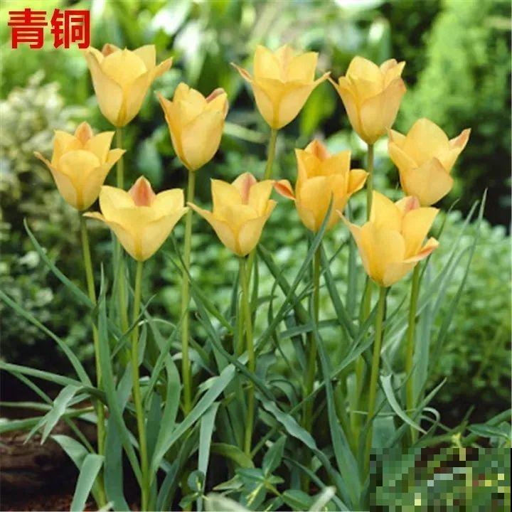 郁金香的“原始”祖先，大雪地里开花，颜值100分！