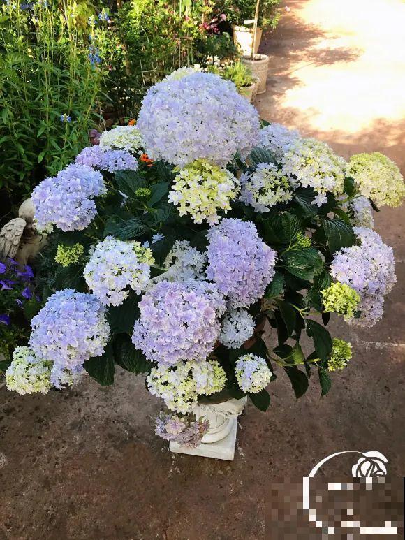 女儿辞职，回家养花，老爸说：15亩地，你负责养花，我负责蔬果！