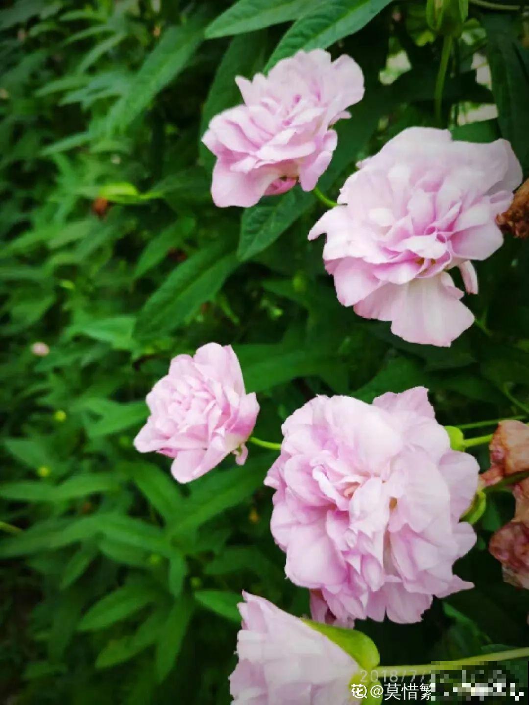 5种花长得特凶猛,房子都被吃掉了! 5种花长得特凶猛,房子都被吃掉了!