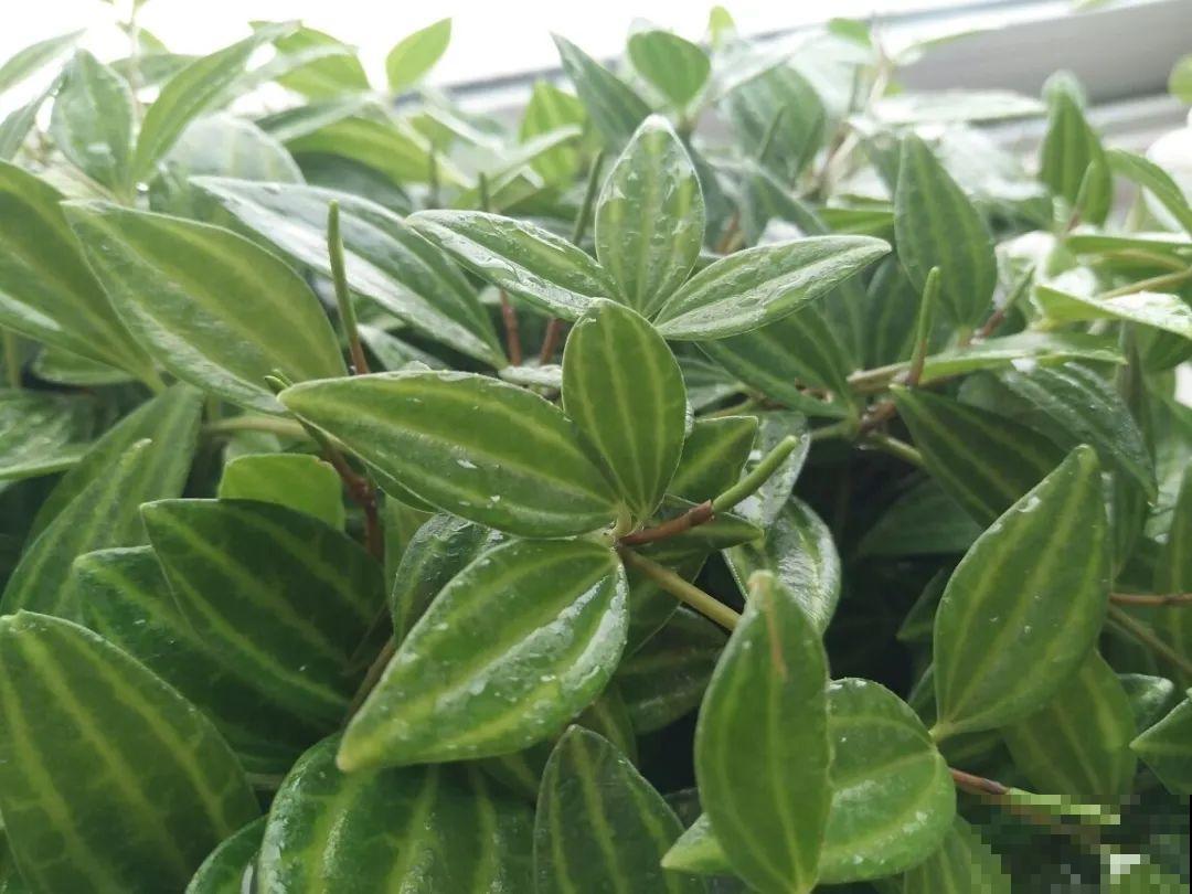 12种花，堪称“耐阴王”，比绿萝好看一万倍！