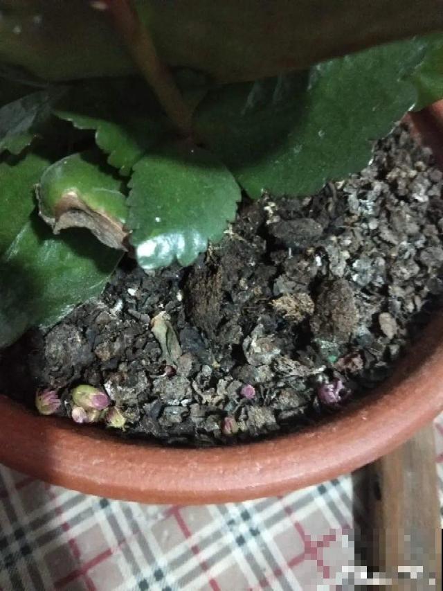 路边这些草，居然都是杀虫剂，赶紧薅一把养花用！