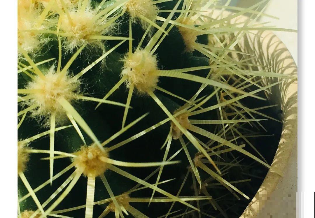 5种花,卧室不能养,离太近都不好! 5种花,卧室不能养,离太近都不好!