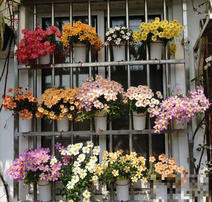 小阳台就养盆酢浆草,开花又爆又好看,多到家里堆不下 小阳台就养盆酢浆草,开花又爆又好看,多到家里堆不下