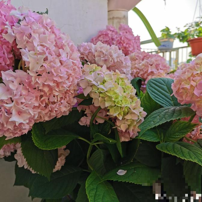 修剪最佳时机到了，有这花赶紧剪，晚了再也不开花！