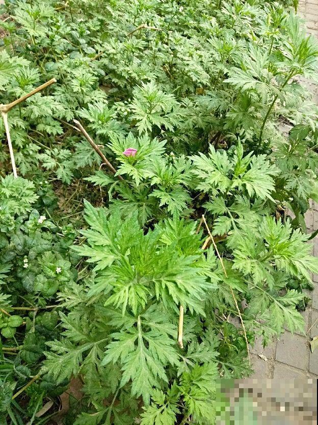 屋里养盆驱蚊花，清香四溢，一觉睡到大天亮