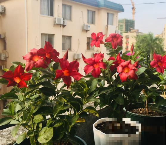 新买的花,套个花盆,成活率100%! 新买的花,套个花盆,成活率100%!