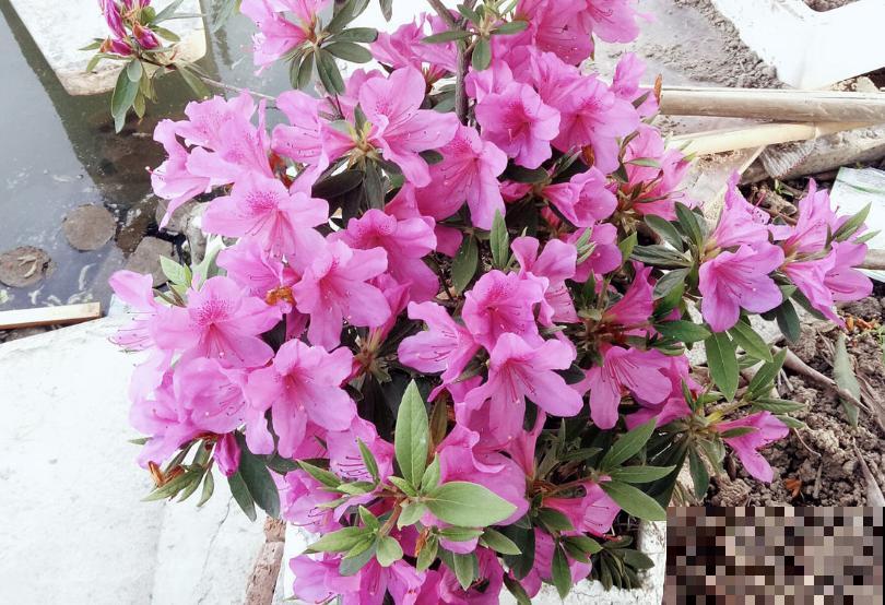 中国各城市市花，都在这里了，看看你所在的城市是什么花吧！