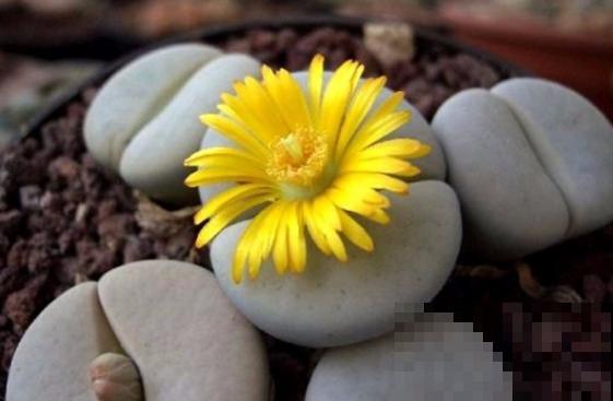 三伏天来了,这4种花赶紧断水,一浇一个死! 三伏天来了,这4种花赶紧断水,一浇一个死!