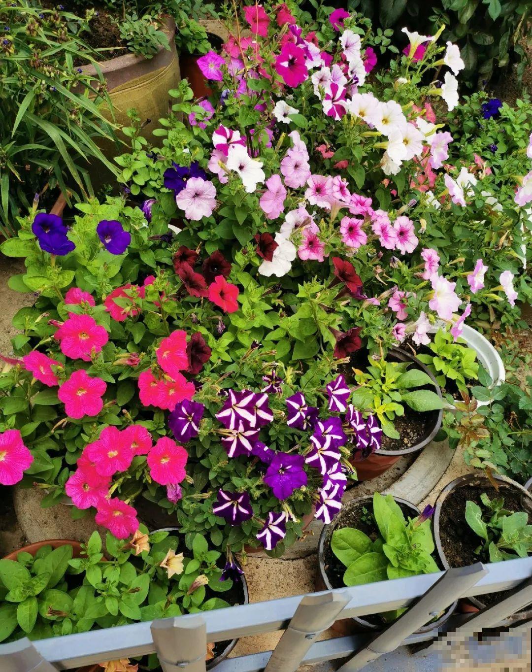 70岁老妈,一天也闲不住,院子里种满了花! 70岁老妈,一天也闲不住,院子里种满了花!