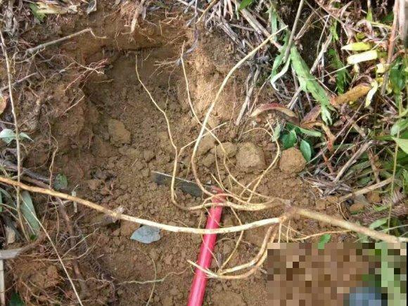 一种野草,根系特别滋补,农村人都用它炖鸡汤! 一种野草,根系特别滋补,农村人都用它炖鸡汤!