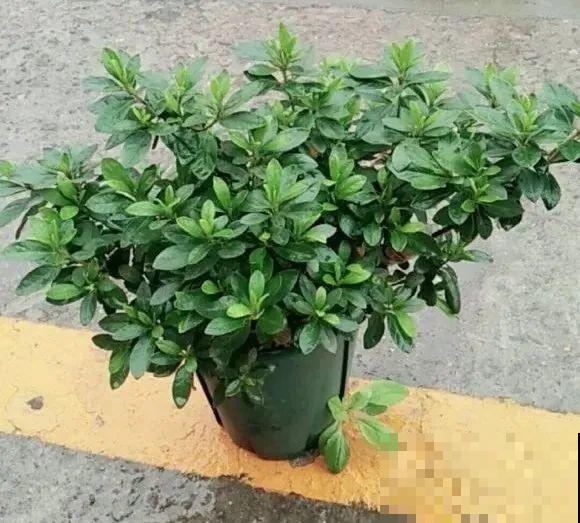 10种花,不怕风吹雨淋,不怕暴晒干旱,四季爆开花,堪称花坚强! 10种花,不怕风吹雨淋,不怕暴晒干旱,四季爆开花,堪称花坚强!