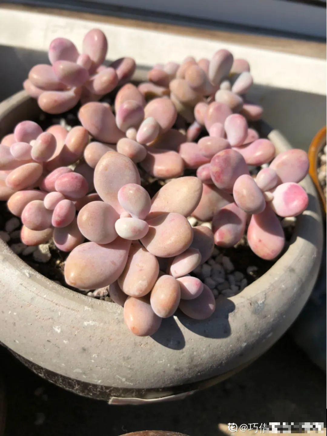 周末去花市捡漏，这花竟然1块钱1棵，赶紧买！