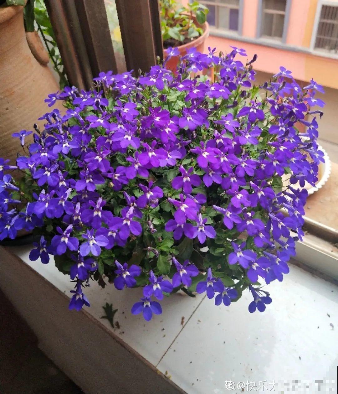 8种花是一次性的，开完就扔，别浪费时间！