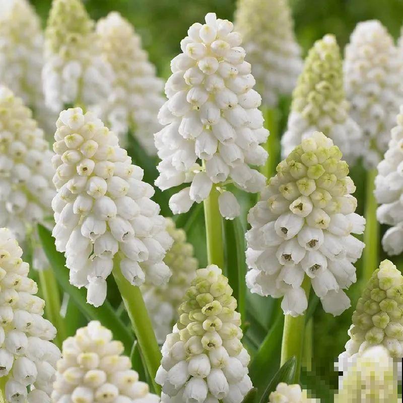 极品小铃铛,养一盆生一窝,冬天也能开花! 极品小铃铛,养一盆生一窝,冬天也能开花!