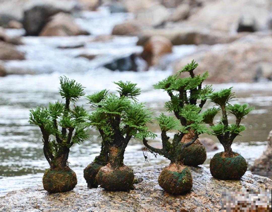 神奇的卷柏，可以起死回生，喷点水就复活！