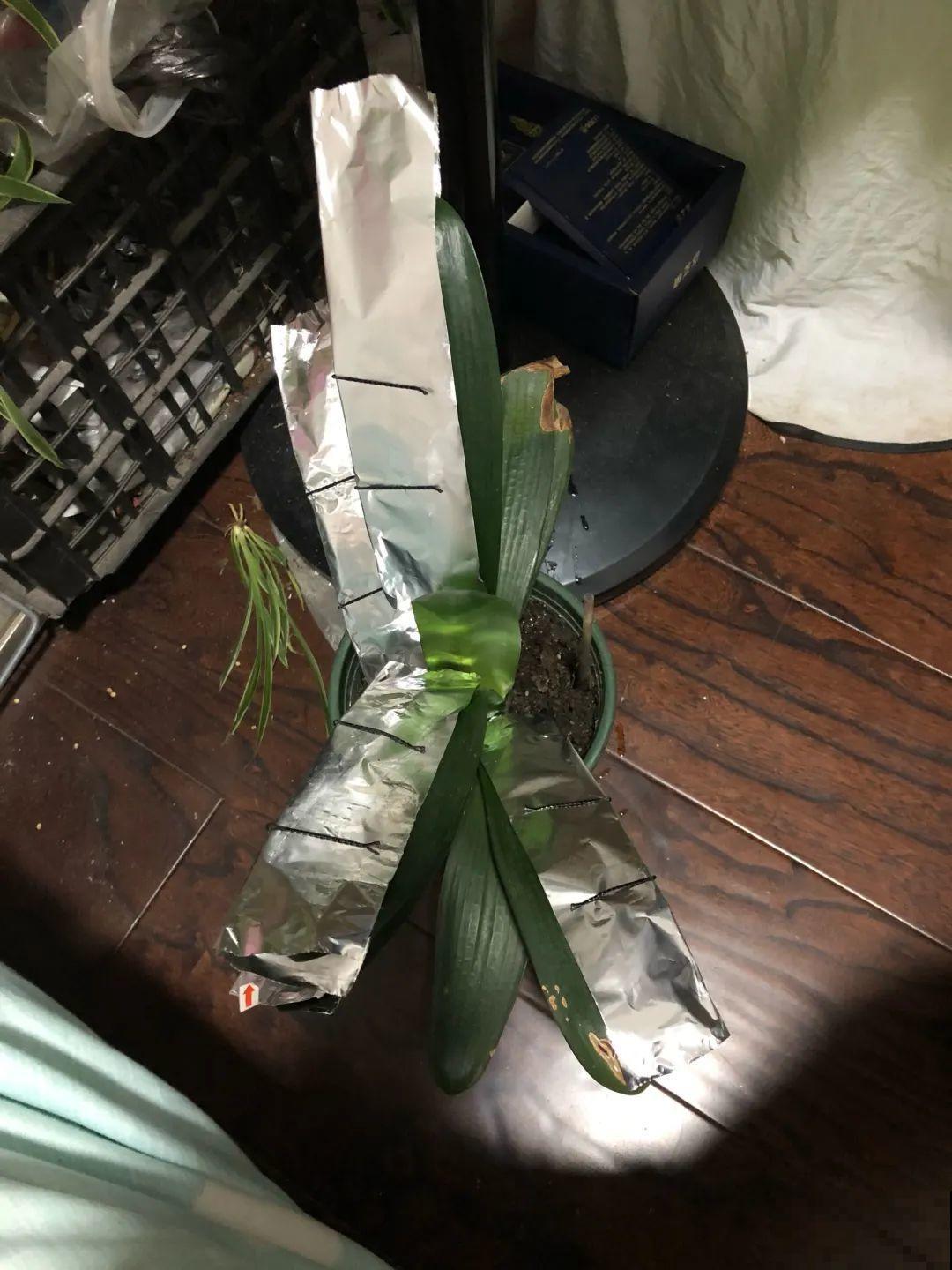 3种花,不要随便剪叶子,否则剪完不开花,亏了! 3种花,不要随便剪叶子,否则剪完不开花,亏了!