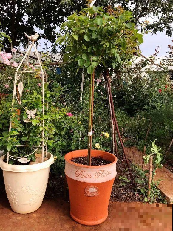 女儿辞职，回家养花，老爸说：15亩地，你负责养花，我负责蔬果！