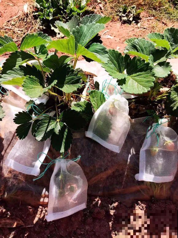 女儿辞职，回家养花，老爸说：15亩地，你负责养花，我负责蔬果！