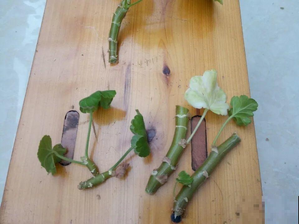 10种花,夏天怕淋雨,下雨赶紧搬进屋! 10种花,夏天怕淋雨,下雨赶紧搬进屋!